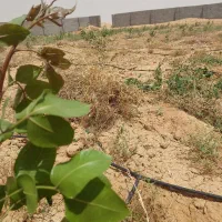 18-ماه-تا-24-ماهه-مالک-شو