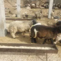 فروش کوه قوچ بختیاری همه رنگ|حیوانات مزرعه|بازفت, |دیوار