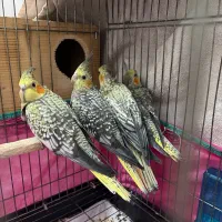 جوجه ۵۰روزه عروس هلندی