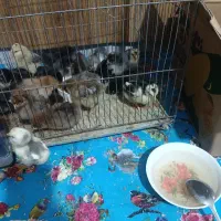 جوجه محلی پاسیاه کلاهی چهل تاج گلین یک ماهه