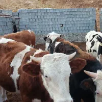 فروش گوساله تلیسه هلشتاین و گوساله نر سمینتال|حیوانات مزرعه|خفر, |دیوار