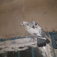 با سللام یک جفت کبوتر خشکل|پرنده|بردسکن, |دیوار