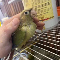 گرینچیک جوجه دبل رد یلوساید|پرنده|مشهد, یاس|دیوار