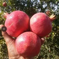 فروش انار ملس شیرین