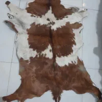 پوست بز دباغی شده رنگ خاص