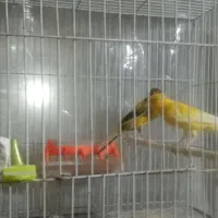 یک جفت قناری درشت کشیده، سوپری|پرنده|مشهد, قائم|دیوار