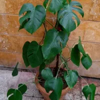 گلهای زیبا|گل و گیاه طبیعی|اردبیل, |دیوار