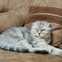 واگذاری سرپرستی یک جفت گربه با شرایط خاص|گربه|بوکان, |دیوار