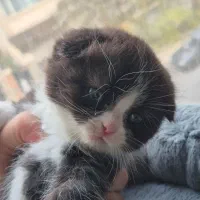 گربه اسکاتیش بریتیش|گربه|کرج, اتحاد|دیوار