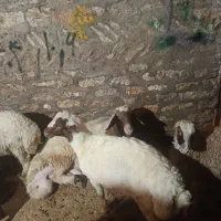 بره چاق و نیم گوشت