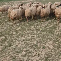 60 میش داشتی