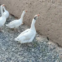 غاز نروماده|حیوانات مزرعه|قم, پردیسان|دیوار