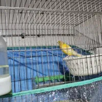 جفت قناری|پرنده|شیراز, کوشک میدان|دیوار