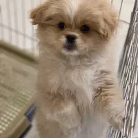 سگ پامرپیکینز،سگ ریز،سگ کوچولو،سگ فنجونی|سگ|اصفهان, احمدآباد|دیوار