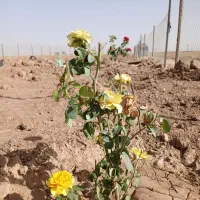 فروش ۲۵۰متر  باغ وباغچه مزرعه نو|فروش زمین و ملک کلنگی|قم, شهرک مهدیه (مدرس)|دیوار