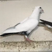 کبوتر دمسیاه دمسفید دوبالی