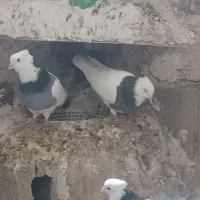 کبوتر|پرنده|کرمانشاه, |دیوار