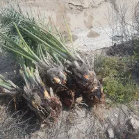 فروش استثنایی پاجوش کبکاب