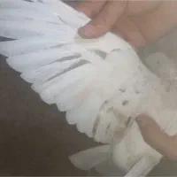 جفت ساده هفت رنگ بی نظیر به ضمانت|پرنده|مشهد, شهرک شیرین|دیوار