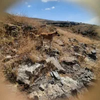 سگ سرابی 2سال