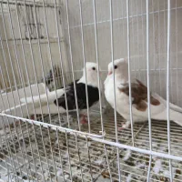 کبوتر بلژیکی جوجه سه ماه هست رنگ خاص
