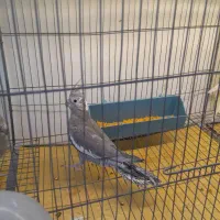 عروس هلندی لوتینو زعفرانی|پرنده|تبریز, |دیوار