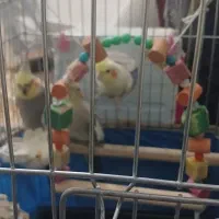 عروس هلندی