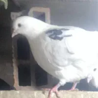 گم شده