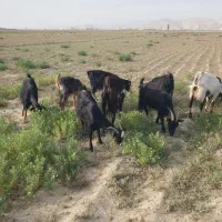 بز شیرا