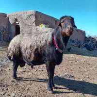 قوچ‌ و بره قوچی افشاری)شیشک کاوور میش بز‌‌ بزغاله