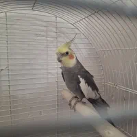 عروس هلندی سیامون نر