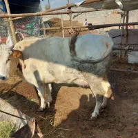 تلیسه ی شکم|حیوانات مزرعه|شهریار, اسکمان|دیوار