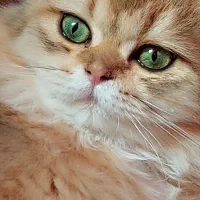 اسکاتیش لانگهیر گلد پسر ۱۰ماهه|گربه|تهران, ولنجک|دیوار