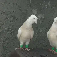 کبوتر نسل دار