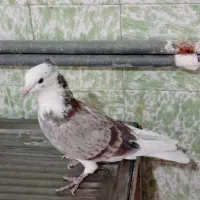 گرفتنی ساختمون بلند|پرنده|قم, حاج زینل|دیوار