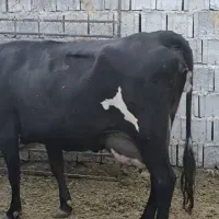 گاو برانسویس|حیوانات مزرعه|دهدشت, |دیوار