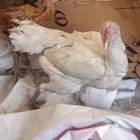 ماده کرچ بدون تخم|حیوانات مزرعه|میناب, |دیوار