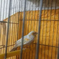 قناری نر بخون آماده