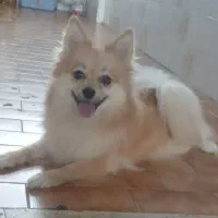 سگ پامرروباهی توله