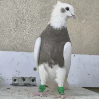 جفت طوقی آس|پرنده|قزوین, |دیوار