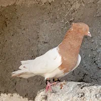 کبوترکله زرد نر تاختی