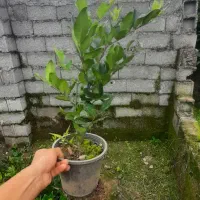 گل یاس سطل۳/۵