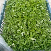 نشا گوجه|گل و گیاه طبیعی|کوزران, |دیوار