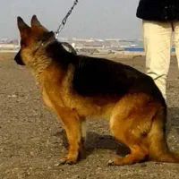 ژرمن شپرد شولاین دم فحل صفادشت