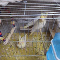 عروس سه ماهه|پرنده|تبریز, |دیوار