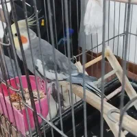 عروس هلندی|پرنده|تهران, خاک سفید|دیوار