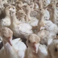 جوجه بوقلمون بیوتی 6 اصل زرین فوق سنگین به شرط