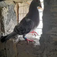 یک جفت سبز یک شامی پولک یک اوعون|پرنده|مشهد, ویلاشهر|دیوار