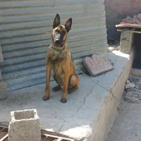 فروش ماده مالینیوز ۱۹ماهه اصل توله دهی خوب