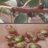 تقویت گیاه و افزایش باردهی  با کود های سبوسیب